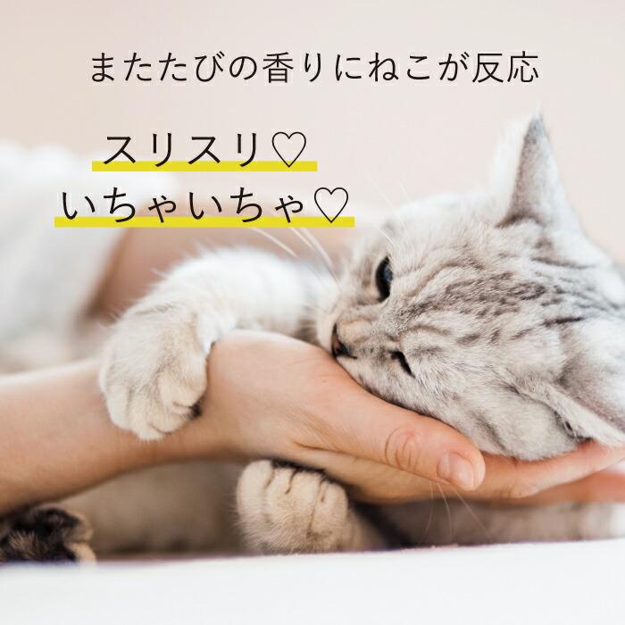 Neko Icha 貓咪愛愛護手霜 60g 圖 5